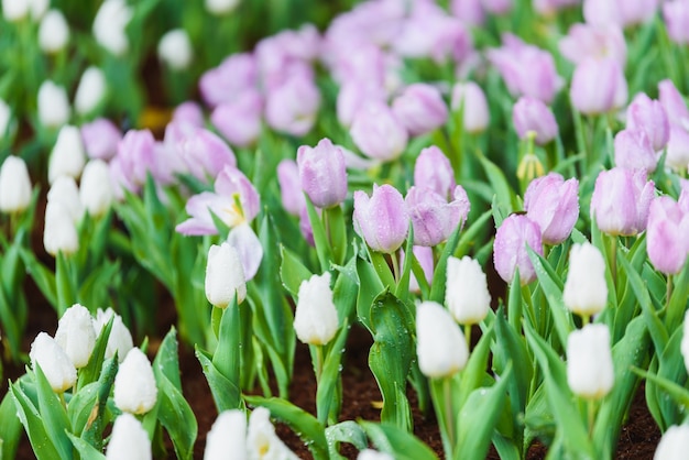 tulip flowers