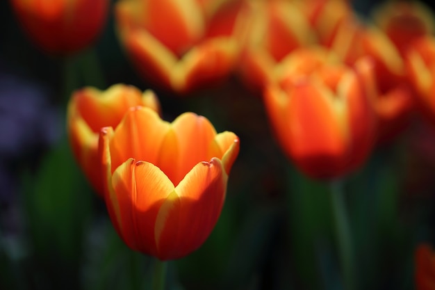 Tulip flowers