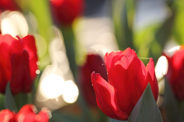 チューリップの花