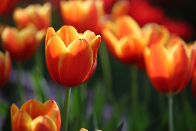 Tulip flowers