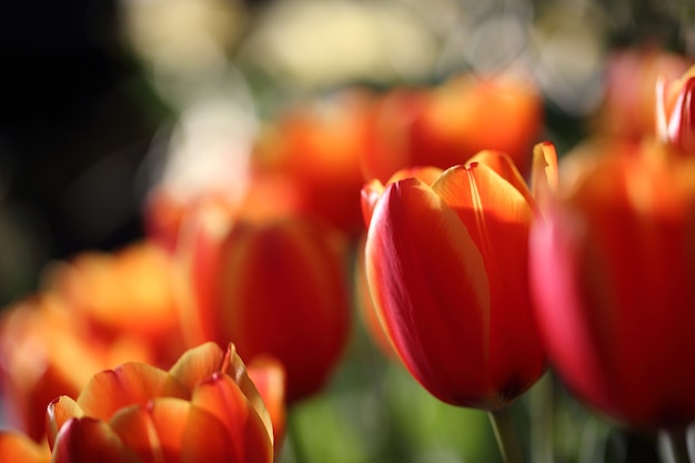 Tulip flowers