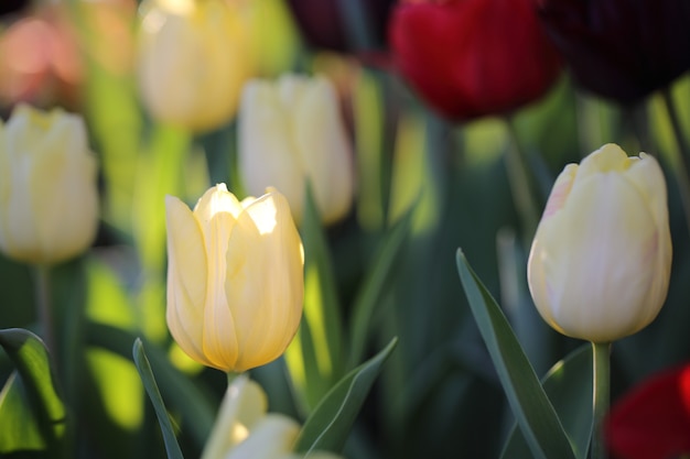 Tulip flowers