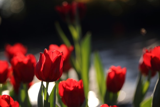 Tulip flowers