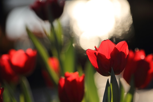 Tulip flowers