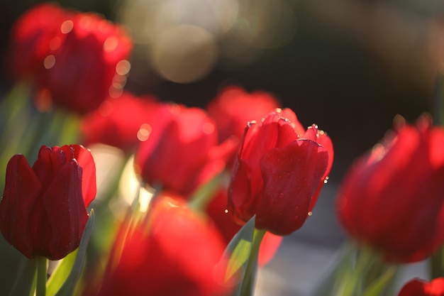 チューリップの花