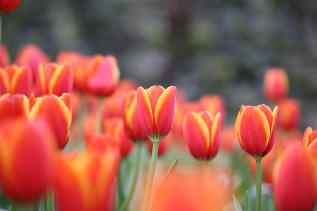 チューリップの花