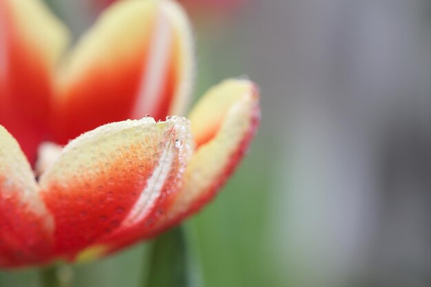 チューリップの花