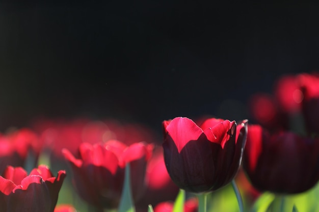 Tulip flowers