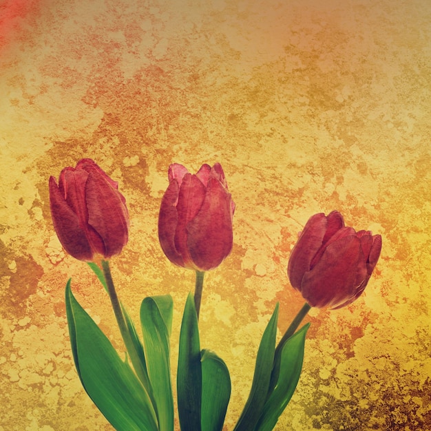 Photo tulip flowers