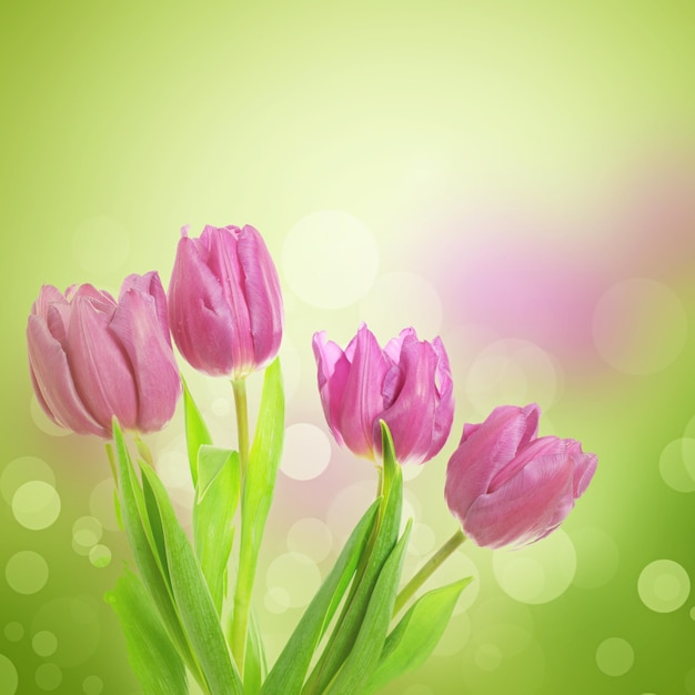 Tulip flowers