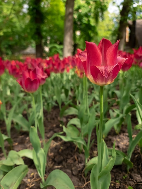 Tulip garden blooming on season and filed fill full colorfull of flowers