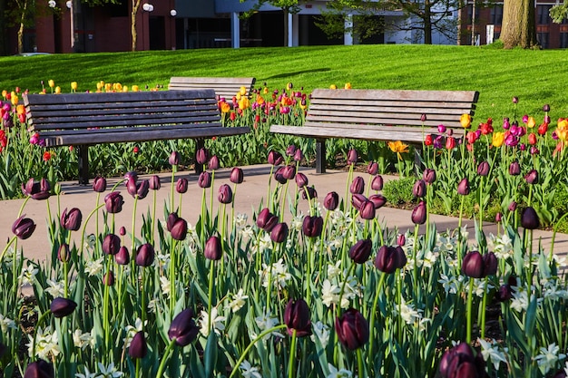 Сад тюльпанов фиолетового и белого цветов со скамейками на заднем плане