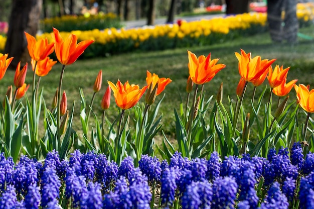 Сад тюльпанов весной