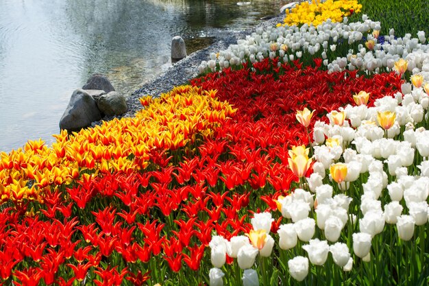 Tulip garden in spring