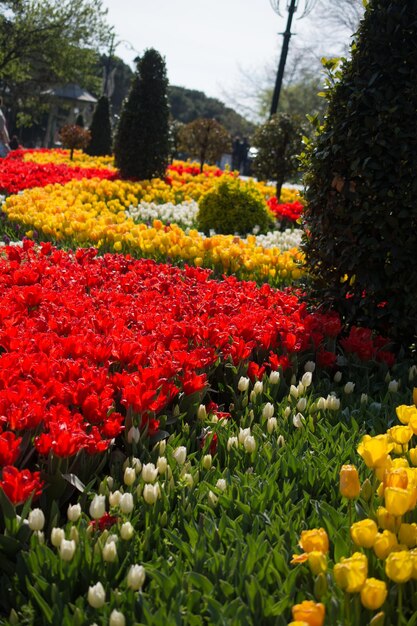 Tulip garden in spring