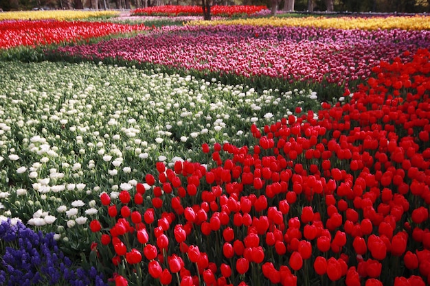 Tulip Garden