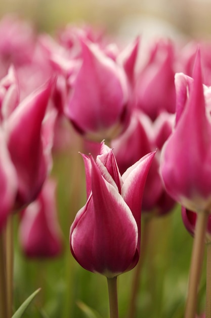 Tulip Garden