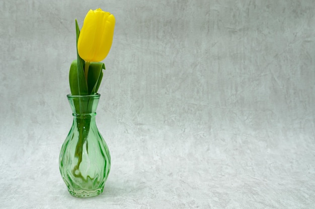 tulip in a glass vase grey background