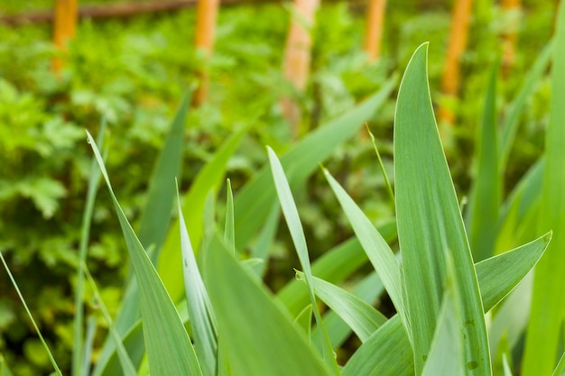 Tulip green leaves, plant close-up