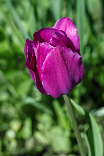 庭の花壇に生えているチューリップ