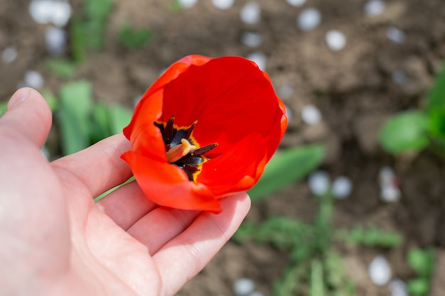 Tulip in hand in the garden