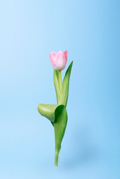 Tulip hanging over a blue background