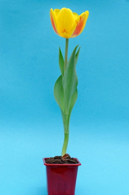 A tulip is in a pot with a blue background.