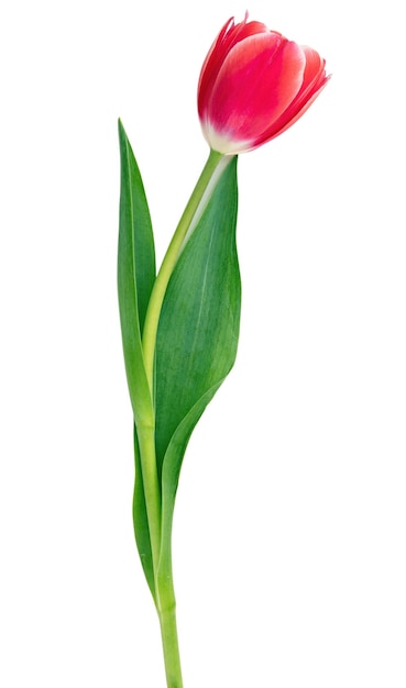 Tulip isolated on white background Fresh red pink tulip holiday gift