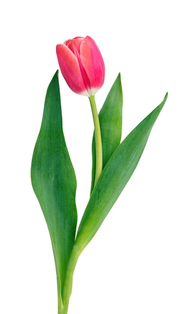 Tulip isolated on white background Fresh red pink tulip holiday gift