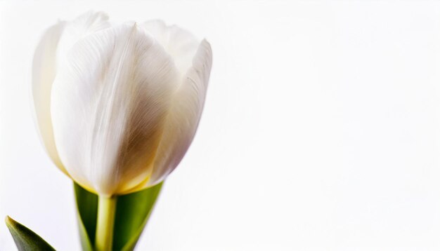 Foto isolato su tulipano bianco