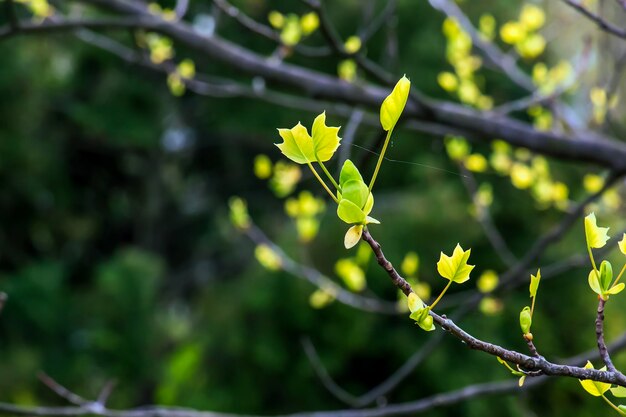 Photo tulip liriodendron is a beautiful ornamental tree tulip liriodendron in early spring closeup