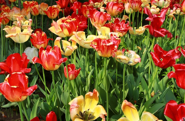 tulip meadows in holland