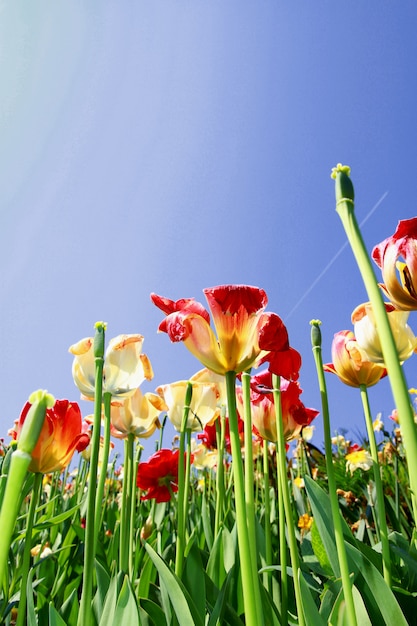 tulip meadows in holland