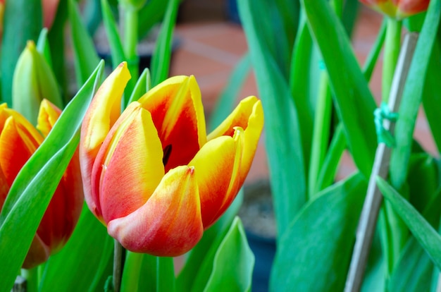 Tulip pattern background blurred
