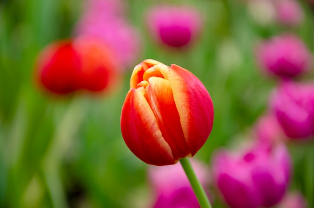 Tulip pattern background blurred