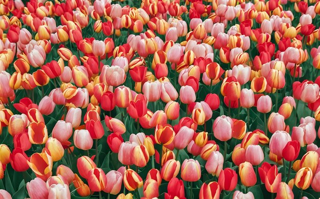 写真 チューリップの花びらのパターン