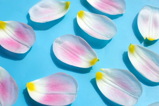 Tulip petals on blue background