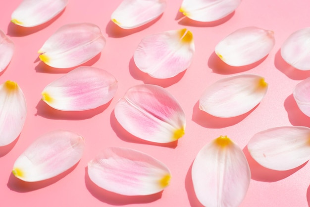 Tulip petals on pink background