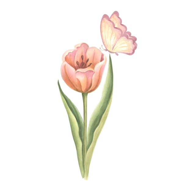 Tulip pink with butterfly watercolor garden flower isolated hand drawn illustration of spring summer