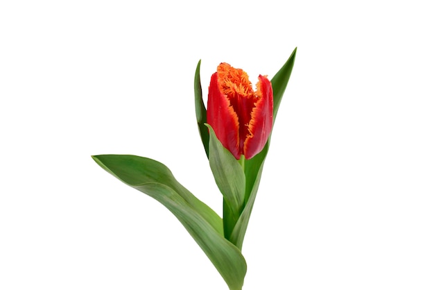 Tulip in a pot isolated on white background.