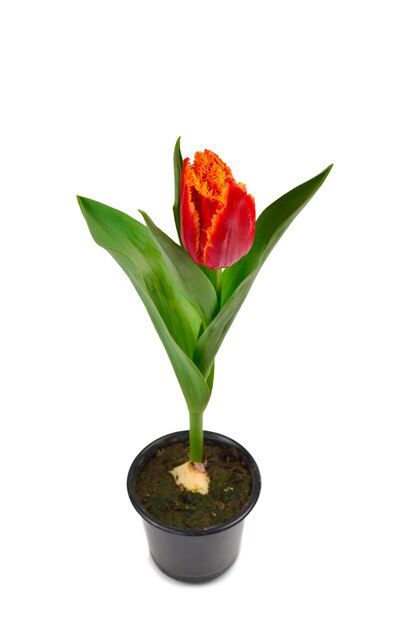 Tulip in a pot isolated on white background.