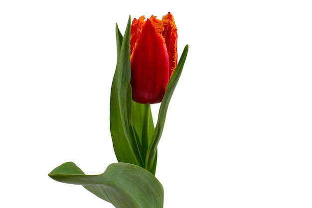 Tulip in a pot isolated on white background.