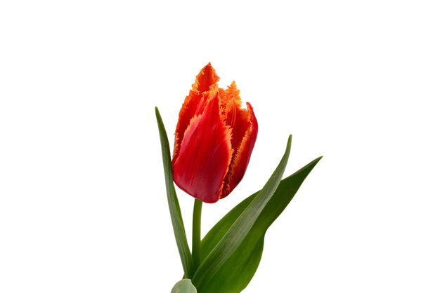 Tulip in a pot isolated on white wall.