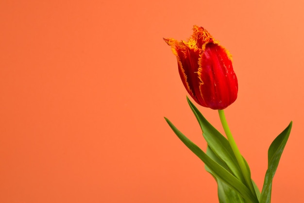Tulip in a pot on a red background Copy space