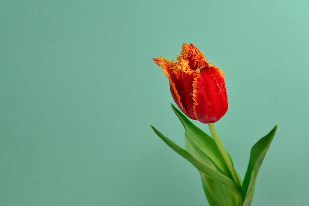 Tulip in a pot  on a  red background. Copy space.