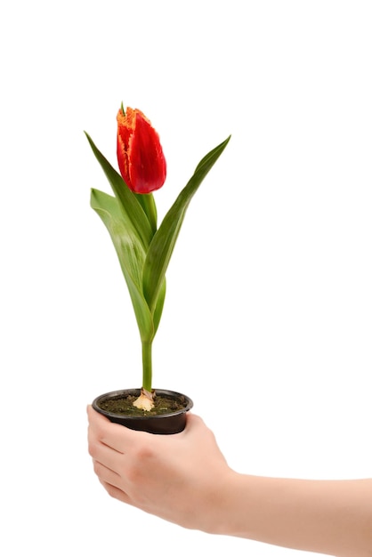 Tulip in a pot in woman hands isolated on white.