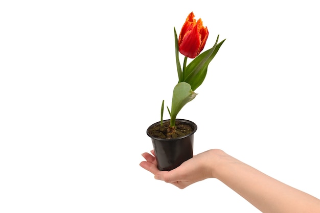 Tulip in a pot in woman hands isolated on white