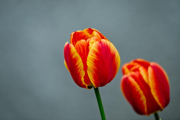 チューリップの赤い色、緑の花壇の美しい花