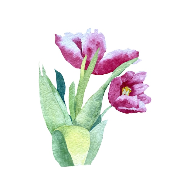Tulip red flower bouquet. A watercolor illustration. Use this high quality hand drawn picture.
