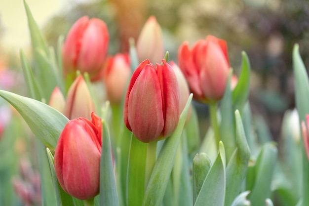 Tulip red flower in the garden